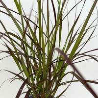 Rotes Lampenputzergras 'Rubrum', Topf-Ø 12 cm, 3 Pflanzen