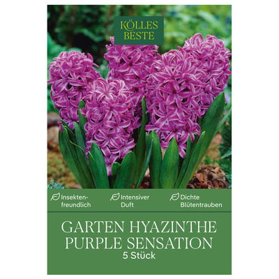 Garten-Hyazinthen 'Purple Sensation', pink, 5 Blumenzwiebeln