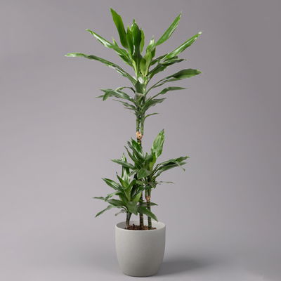 Duftender Drachenbaum 'Janet Lind', Topf-Ø 21 cm, Höhe ca. 120 cm