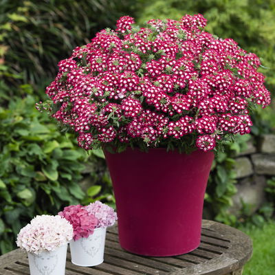 Eisenkraut zweifarbig, Topf-Ø 12 cm, 6 Stück