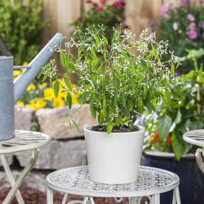 Zauberschnee™ 'Diamond Frost™' weiß, Topf-Ø 12 cm, 6er-Set