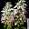 Rispenhortensie 'Confetti'®, Hydrangea paniculata, weiß, 3er-Set, Topf 5 Liter