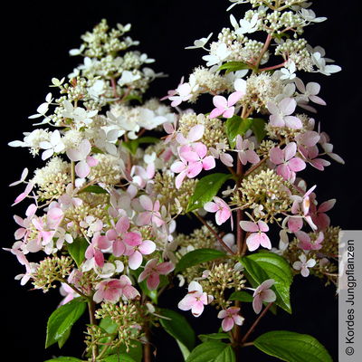 Rispenhortensie 'Confetti'®, Hydrangea paniculata, weiß, 3er-Set, Topf 5 Liter Rispenhortensie 'Confetti'®, Hydrangea paniculata, weiß, 3er-Set, Topf 5 Liter