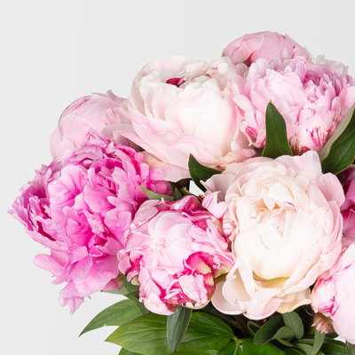 10 rosa Pfingstrosen 10 rosa Pfingstrosen