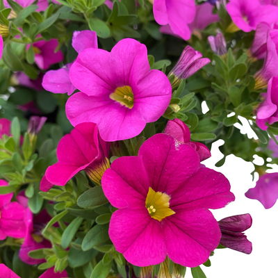 Zauberglöckchen 'Duo' rosa-pink, geschlundet & purpur, Topf-Ø 14 cm, 4 Pflanzen