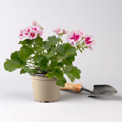 Pflanzenkreation Blütenmärchen, 6 Pflanzen inkl. Erde und Dünger Pflanzenkreation Blütenmärchen, 6 Pflanzen inkl. Erde und Dünger