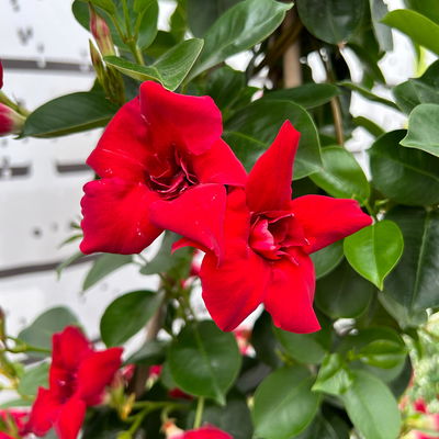 Dipladenie 'Double Red', rot, halbgefüllt, Doppelbogen, Topf-Ø 17 cm