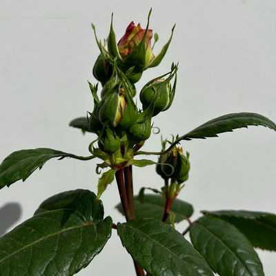 Duftende Edelrose 'Augusta Luise®', rose-aprikot, Doppelbogen, Topf 10 Liter Duftende Edelrose 'Augusta Luise®', rose-aprikot, Doppelbogen, Topf 10 Liter