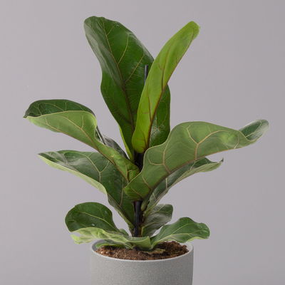 Geigenfeige 'Bambino', 3er-Set, Höhe 30-40cm, Topf 12cm Ø