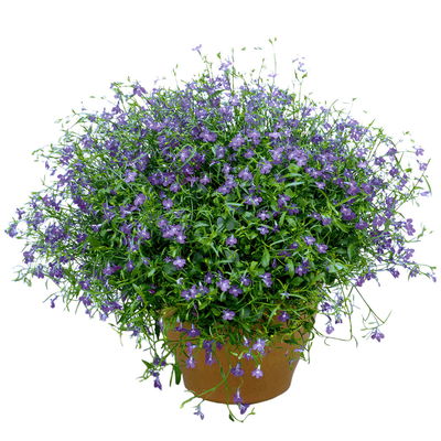 Hänge-Lobelie blau, Topf-Ø 12 cm, 6er-Set