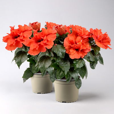Hibiskus HibisQs® 'Adonicus Double Orange' orange, Topf-Ø 13 cm, 2 Pflanzen Hibiskus HibisQs® 'Adonicus Double Orange' orange, Topf-Ø 13 cm, 2 Pflanzen