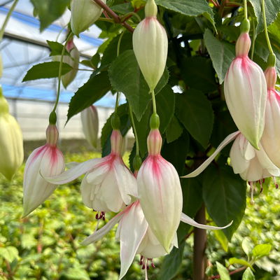 Fuchsie, Stamm, Farbe zufällig, Topf-Ø 23 cm Fuchsie, Stamm, Farbe zufällig, Topf-Ø 23 cm