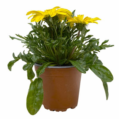 Mittagsgold Farbe zufällig, Topf-Ø 12 cm, 6er-Set Mittagsgold Farbe zufällig, Topf-Ø 12 cm, 6er-Set