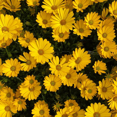 K.B. Osteospermum ecklonis T12 gelb (*) K.B. Osteospermum ecklonis T12 gelb (*)