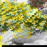 Pflanzenkreation Schatten-Leuchten, groß, 12 Pflanzen inkl. Erde und Dünger