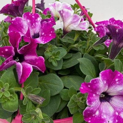 Hängepetunie 'Circus Sky', pink-weiß, Ampeltopf 27 cm Ø mit Wasserspeicher