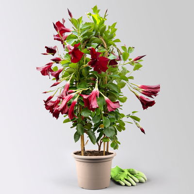 Dipladenie, dunkelrot, Doppelbogen, Topf-Ø 21 cm, Höhe ca. 90 cm