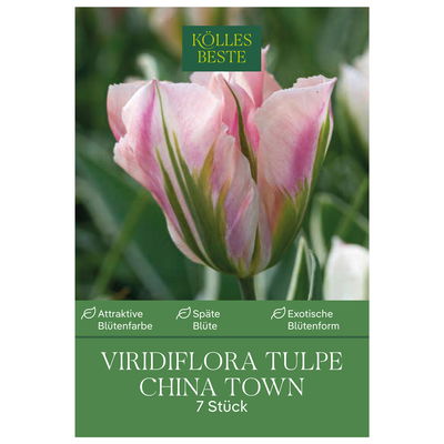 Viridiflora Tulpen 'China Town', rosa, 7 Blumenzwiebeln