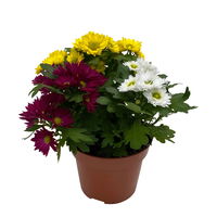 Chrysanthemen 'Swifty Trio', weiß, gelb und dunkelrot, Topf-Ø 12 cm, 6er-Set