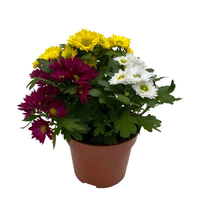 Chrysanthemen 'Swifty Trio', weiß, gelb und dunkelrot, Topf-Ø 12 cm, 6 Pflanzen