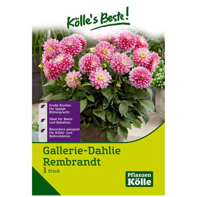 Gallerie-Dahlie 'Rembrandt' rosa, 1 Blumenknolle Gallerie-Dahlie 'Rembrandt' rosa, 1 Blumenknolle