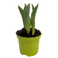 Tulpe zweifarbig, Sorte zufällig, vorgetrieben, Topf-Ø 10 cm, 6 Pflanzen