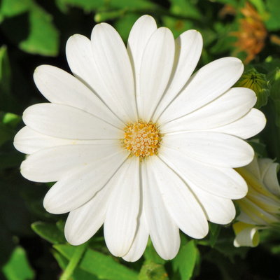 Kapkörbchen creme, Topf-Ø 12 cm, 6er-Set