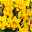 Narzisse 'Carlton' gelb, vorgetrieben, Topf-Ø 12 cm, 3er-Set