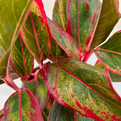 Aglaonema 'Crete', mit Übertopf Dallas weiß, Topf-Ø 12 cm Aglaonema 'Crete', mit Übertopf Dallas weiß, Topf-Ø 12 cm