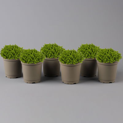 Hebe 'Green Globe', Topf-Ø 12cm, 6er-Set