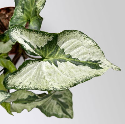 Syngonium 'Three Kings', Topf-Ø 12cm, Höhe ca. 25 cm Syngonium 'Three Kings', Topf-Ø 12cm, Höhe ca. 25 cm