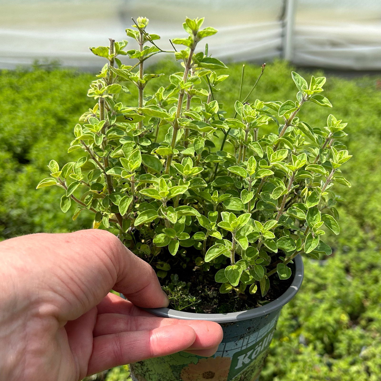 Bio Oregano 'Supreme', Topf-Ø 12 cm Bio Oregano 'Supreme', Topf-Ø 12 cm