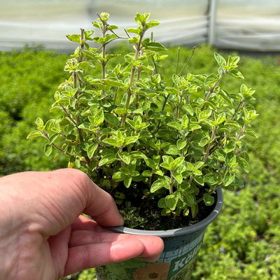 Bio Oregano 'Supreme', Topf-Ø 12 cm Bio Oregano 'Supreme', Topf-Ø 12 cm