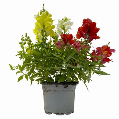 Löwenmäulchen 'Trio' bunt, Topf-Ø 13 cm, 6 Stück