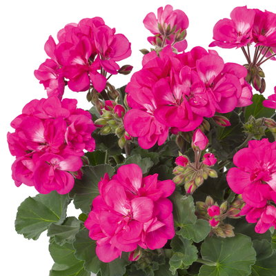 Geranie, pink, stehend, Topf-Ø 13 cm, 6 Pflanzen Geranie, pink, stehend, Topf-Ø 13 cm, 6 Pflanzen