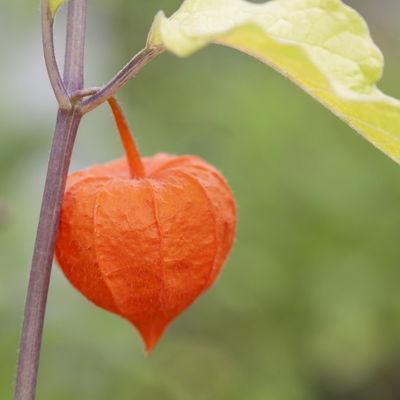 Bio Lampionblume, orange, Topf 11x11 cm, 3 Pflanzen Bio Lampionblume, orange, Topf 11x11 cm, 3 Pflanzen