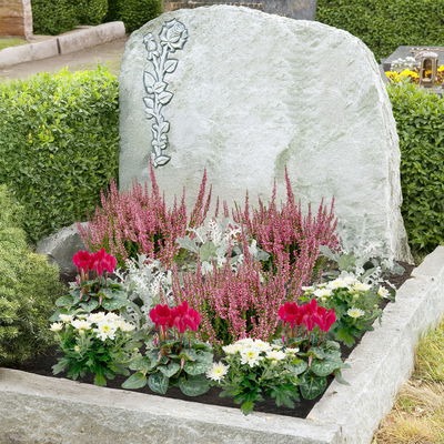 Grabbepflanzung Herbst rot-weiß, 12 Pflanzen Grabbepflanzung Herbst rot-weiß, 12 Pflanzen