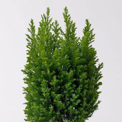 Gelbe Kegelzypresse 'Ellwood's Gold', Topf-Ø 13 cm, 6 Pflanzen