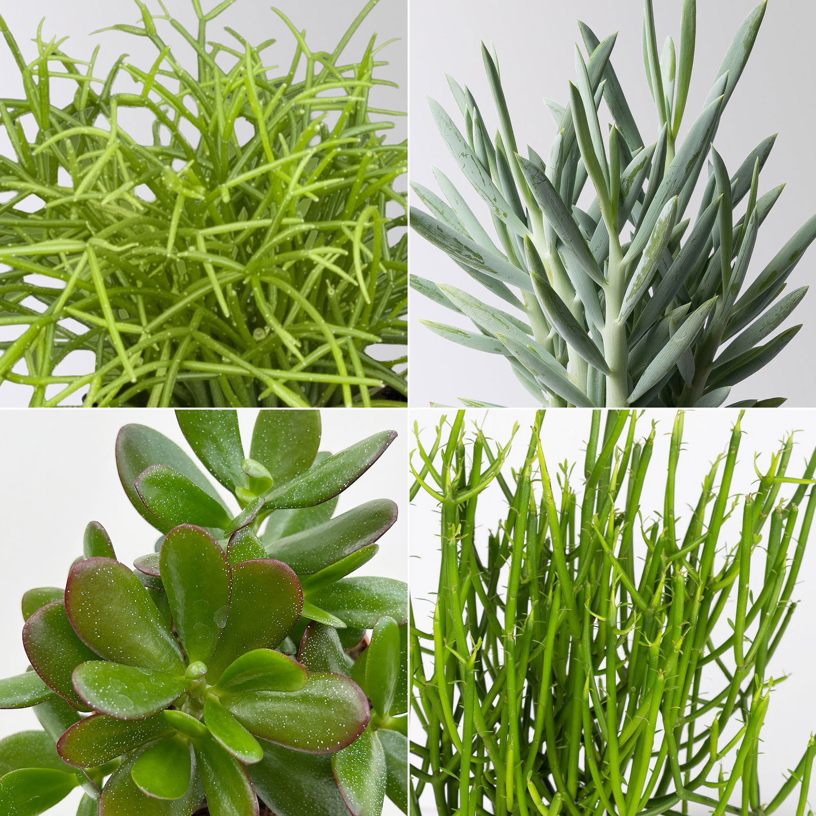 Grünpflanzenkreation 'Sukkulentenfreude', Topf-Ø 12/13 cm, 4 Pflanzen