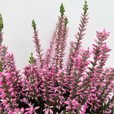 Calluna 'Garden Girls® Lönneby', lila, Topf-Ø 13 cm, 6 Pflanzen
