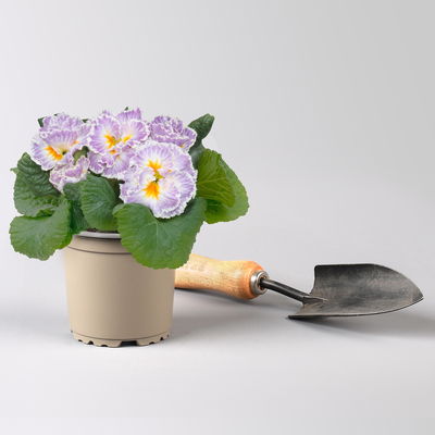 Primel 'Sirococco', Farben zufällig, gerüscht, Topf-Ø 11 cm, 8 Pflanzen