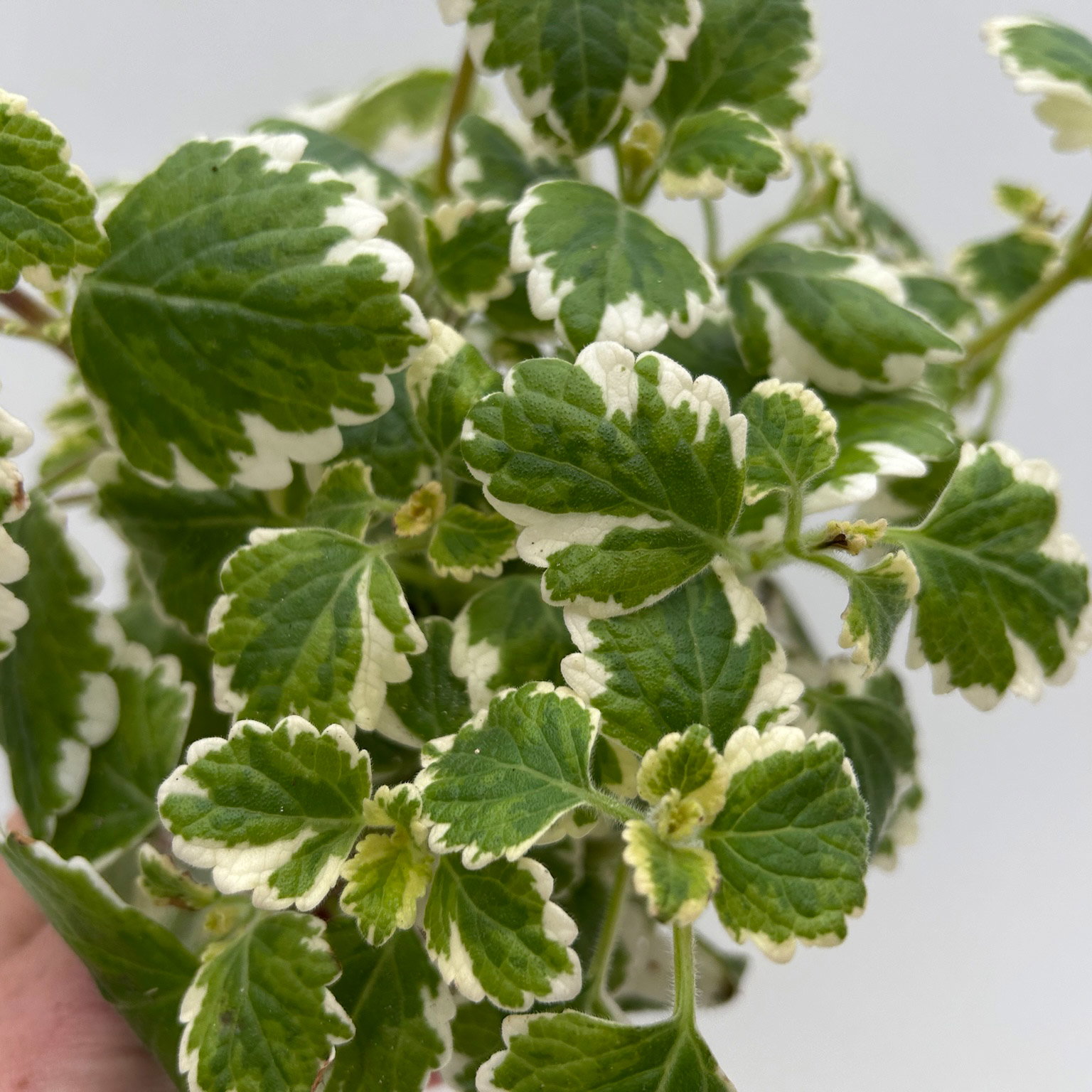 Plectranthus 'Variegata', grün-weiß, Topf -Ø 12 cm, 6 Pflanzen
