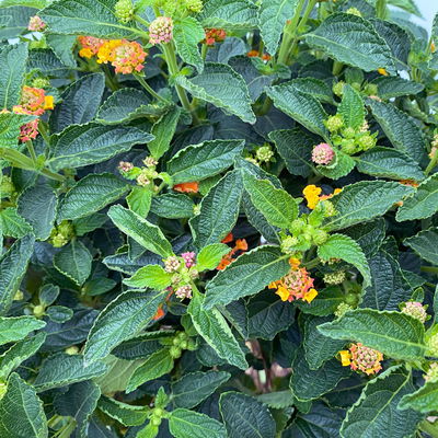 Wandelröschen, orange, Stamm, Topf-Ø 23 cm