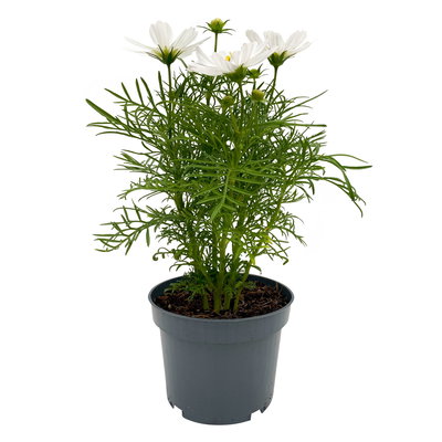 Cosmea, Farben zufällig, Topf-Ø 12 cm, Höhe ca. 25 cm, 6 Pflanzen