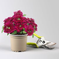 Pflanzenkreation 'Lillet Wild Berry', 12 Pflanzen inkl. Erde und Dünger