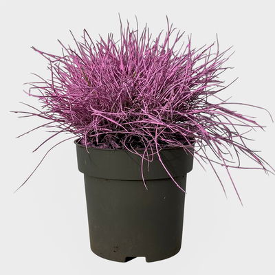 Blauschwingel rosa gefärbt, Topf-Ø 11 cm Ø, 6er-Set Blauschwingel rosa gefärbt, Topf-Ø 11 cm Ø, 6er-Set