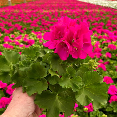 Geranie lila, stehend, Topf-Ø ca. 10,5 cm, 8 Pflanzen