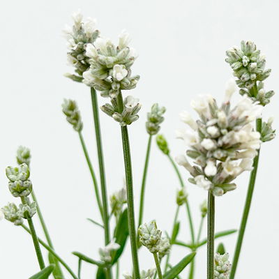 Lavendel 'Alba', weiß, Topf-Ø 13 cm, 6er-Set Lavendel 'Alba', weiß, Topf-Ø 13 cm, 6er-Set