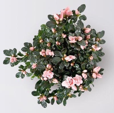 Azalee Hortinno® 'Christine Matton', rosa, gefüllt, Topf-Ø 13 cm, 3 Pflanzen
