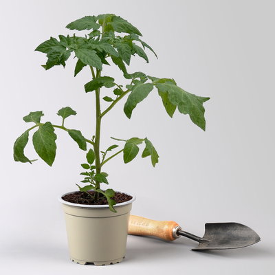 Bio Tomate Rot-Rund 'Maestria', Topf-Ø 12 cm, 3 Pflanzen